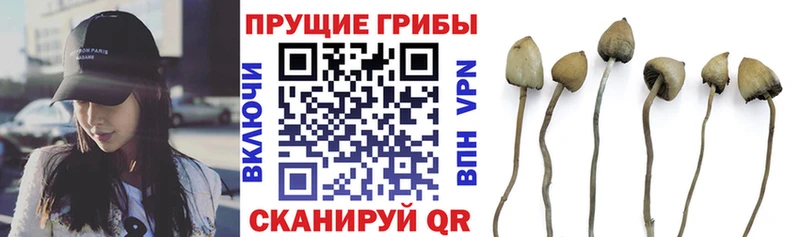 что такое наркотик  Прокопьевск  Галлюциногенные грибы Psilocybe 